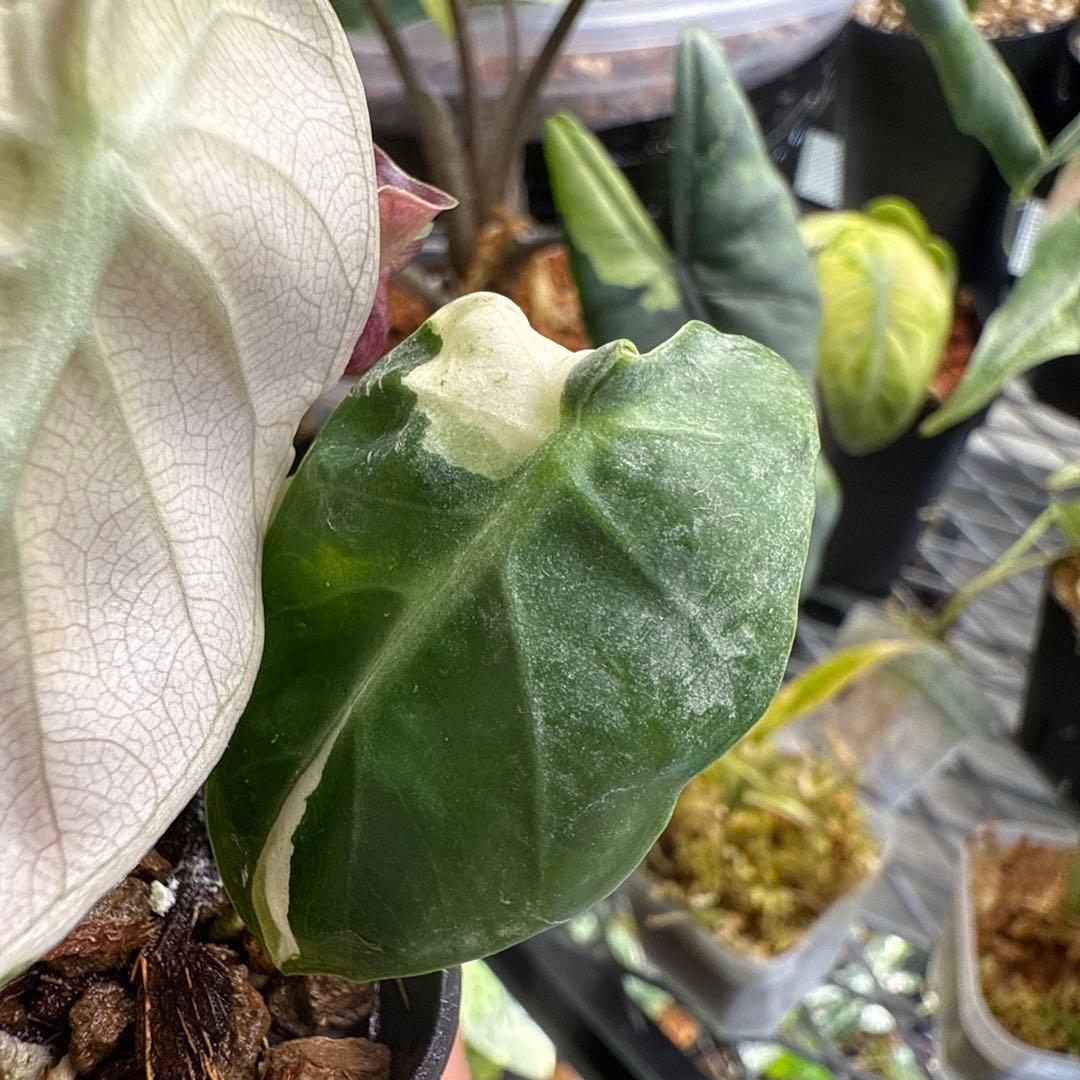 希少 アロカシア ハートバルーン ピンク 中株