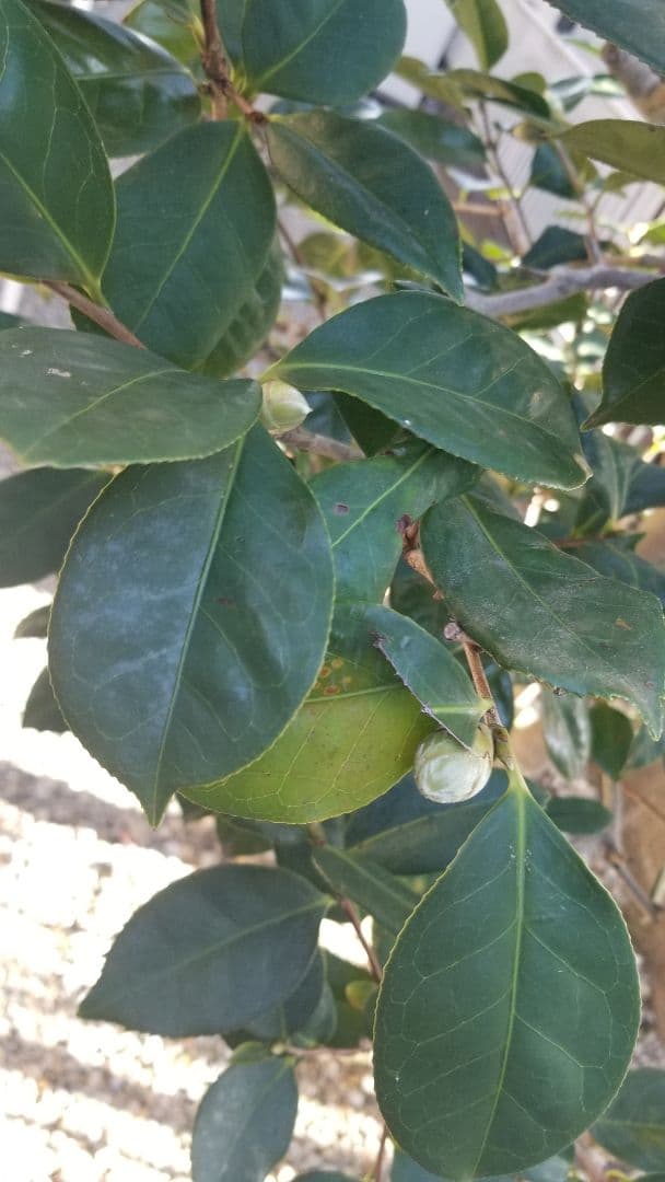 初椿　庭木　ツバキ　大苗　ガーデニング　植木 　樹齢約20～25年　引取三重