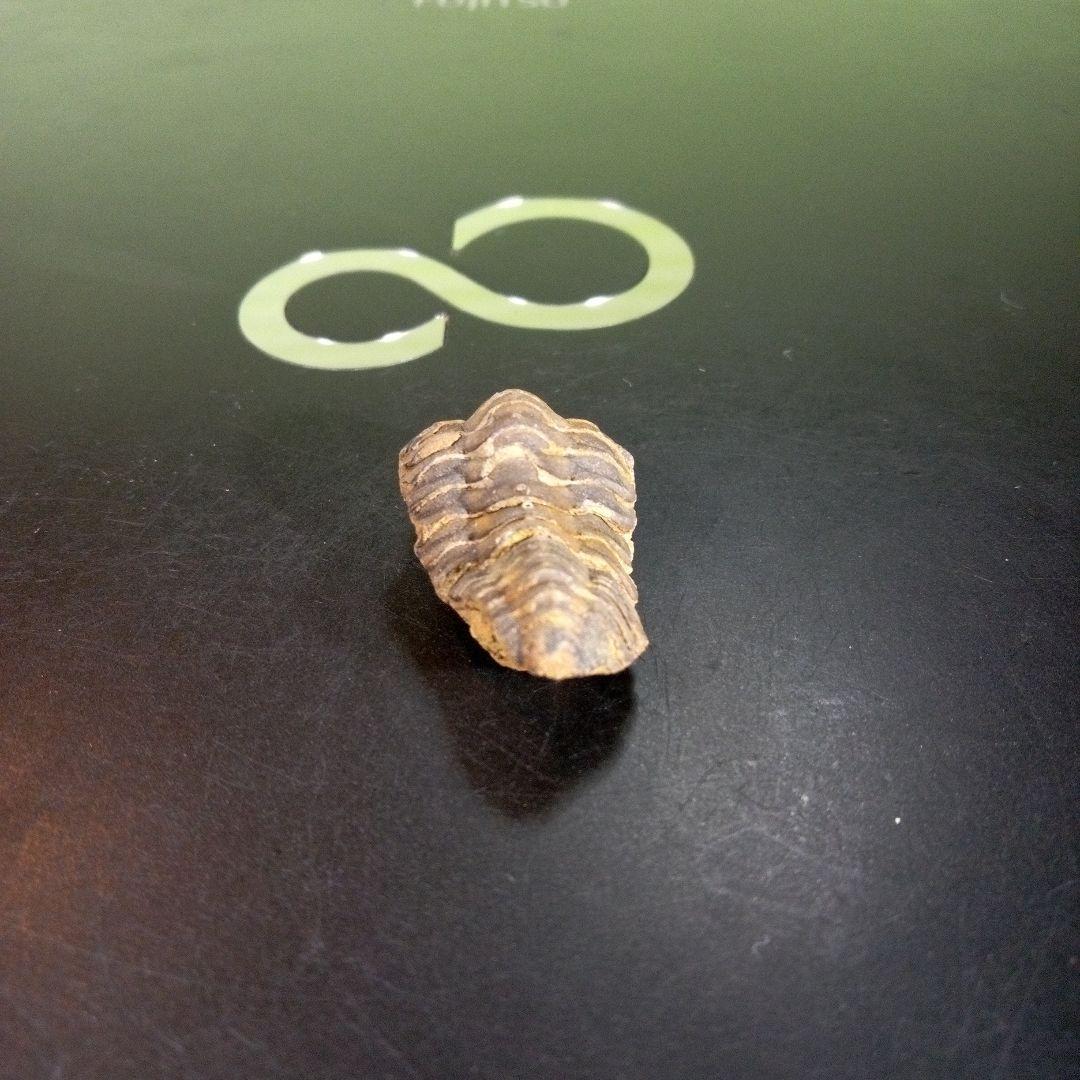 三葉虫　化石　fossil　海　ボリビア産　trilobite　海生動物判別⑫