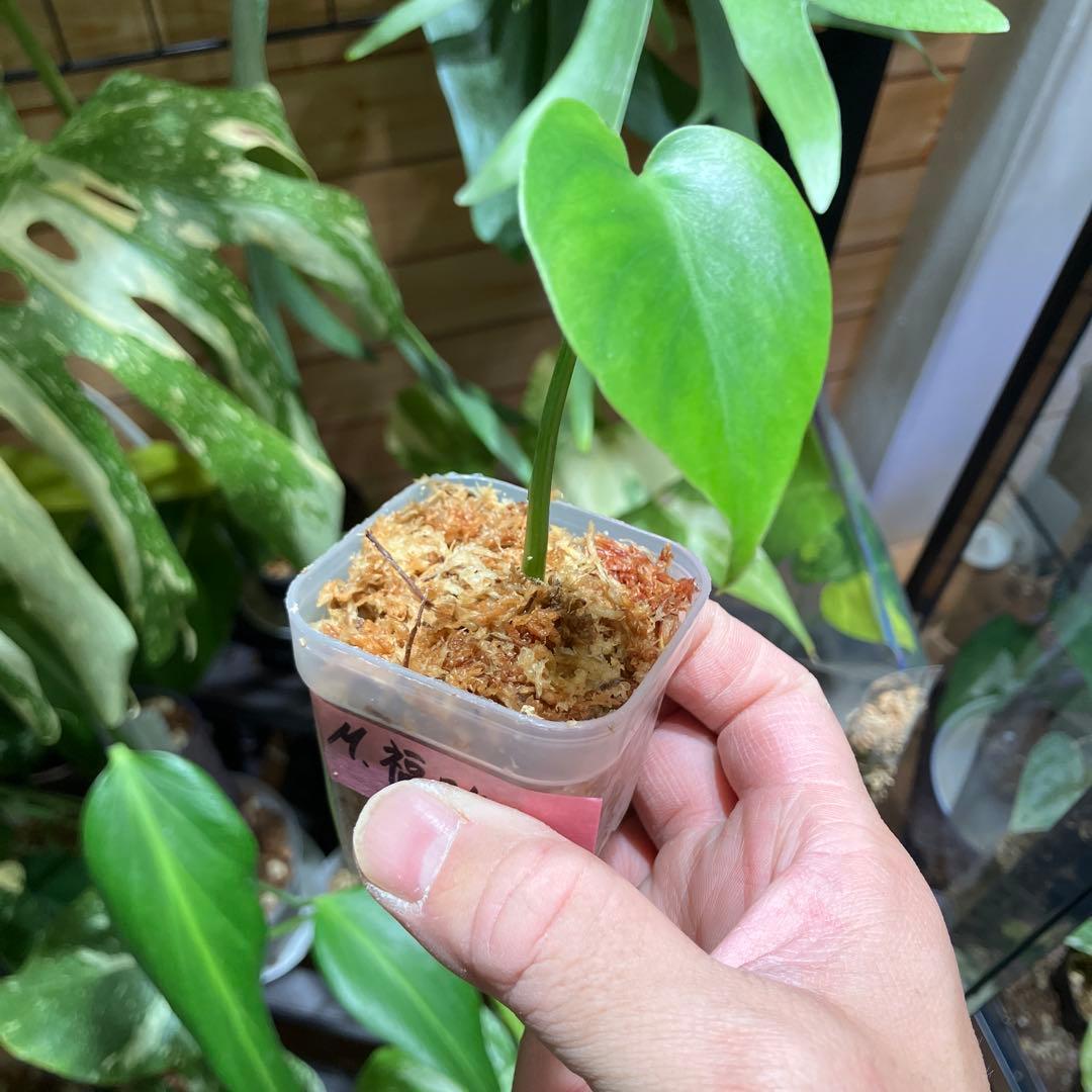 モンステラ　福助　発根済み