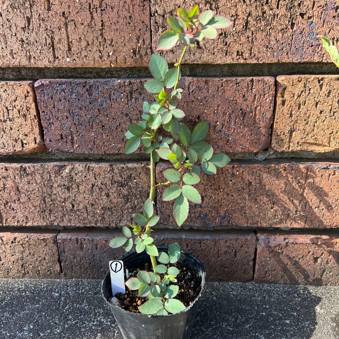 ローラダボー　フランス挿木2年生苗