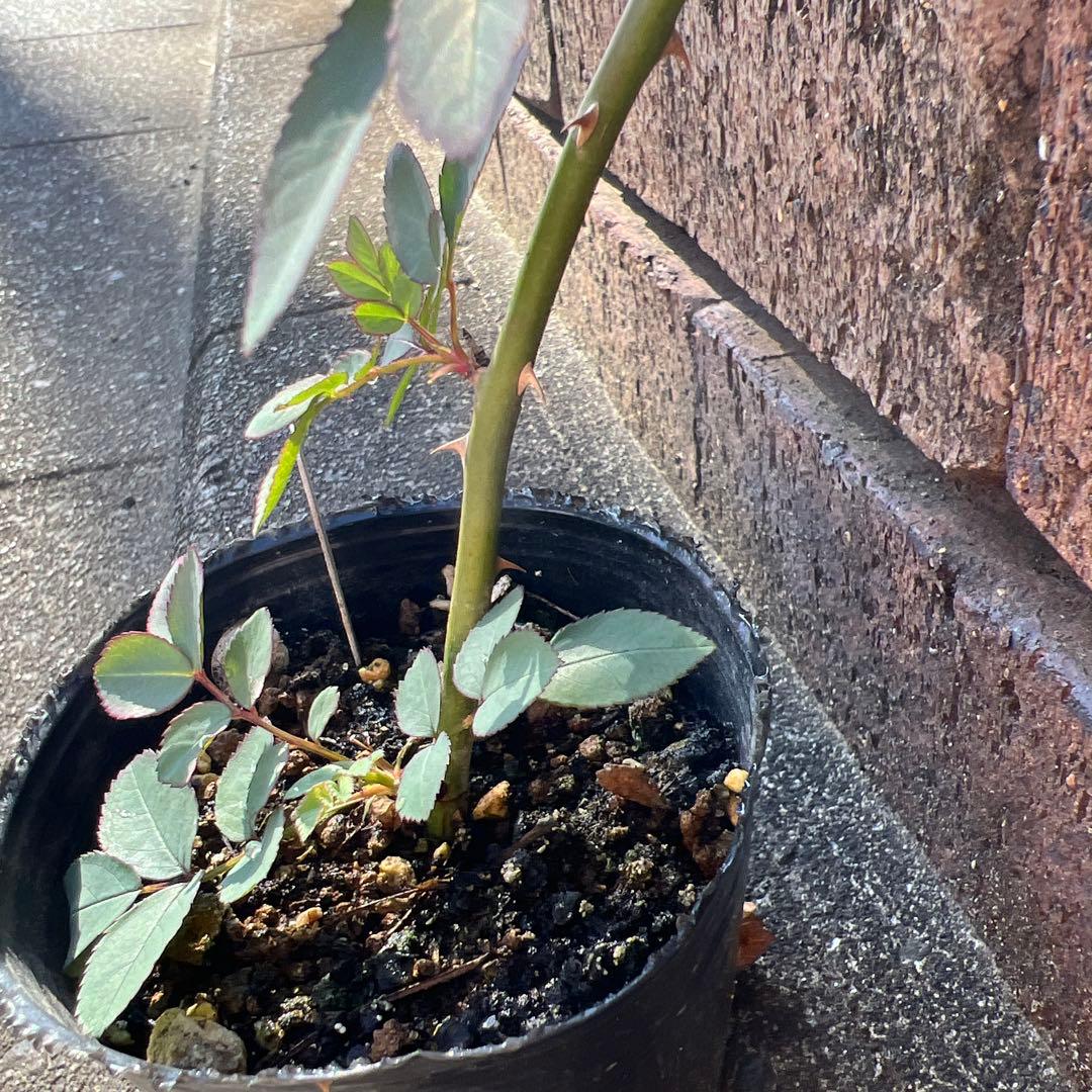 ローラダボー　フランス挿木2年生苗