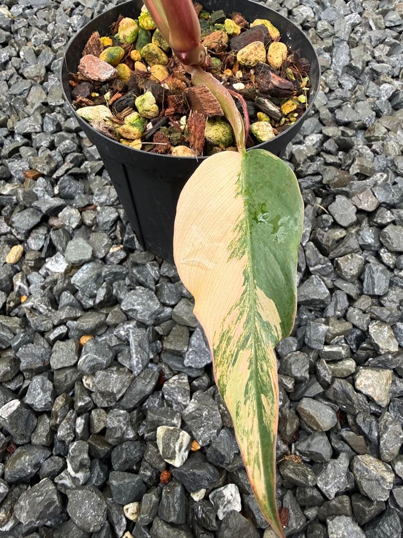 フィロデンドロン　キャラメル　マーブル