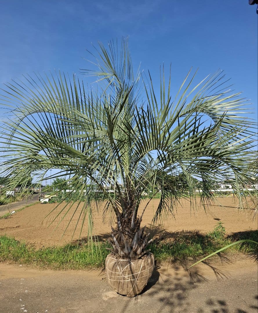 ココスヤシ ――蘇鉄 ソテツ ヤシ サバルヤシ アガベ ――