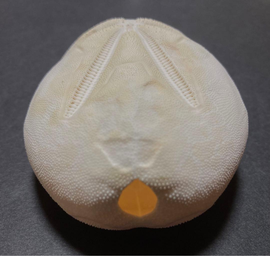 オオブンブク　ブンブク　ウニ　ウニ殻　標本