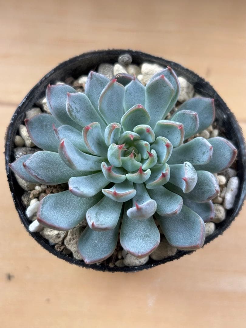 【週末値下げ中】おらいさん ザラゴーサSPノバ 札付きポットごと メルカリ便