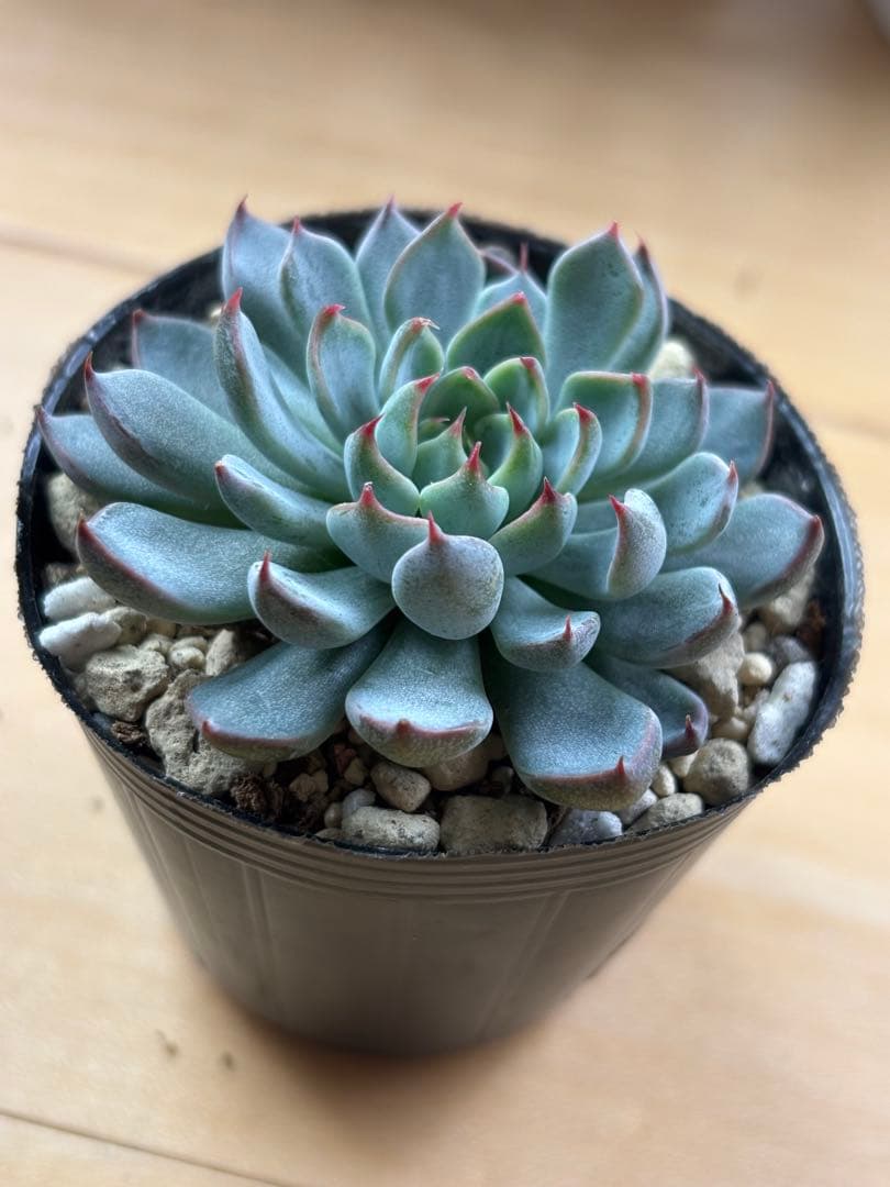 【週末値下げ中】おらいさん ザラゴーサSPノバ 札付きポットごと メルカリ便