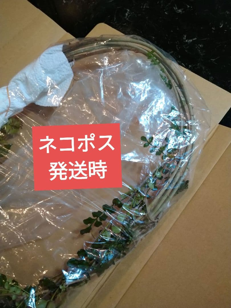 ♥大特価・特別販売特売・大量10本 ♥大絶賛中♥シマトネリコ苗木50～130㎝