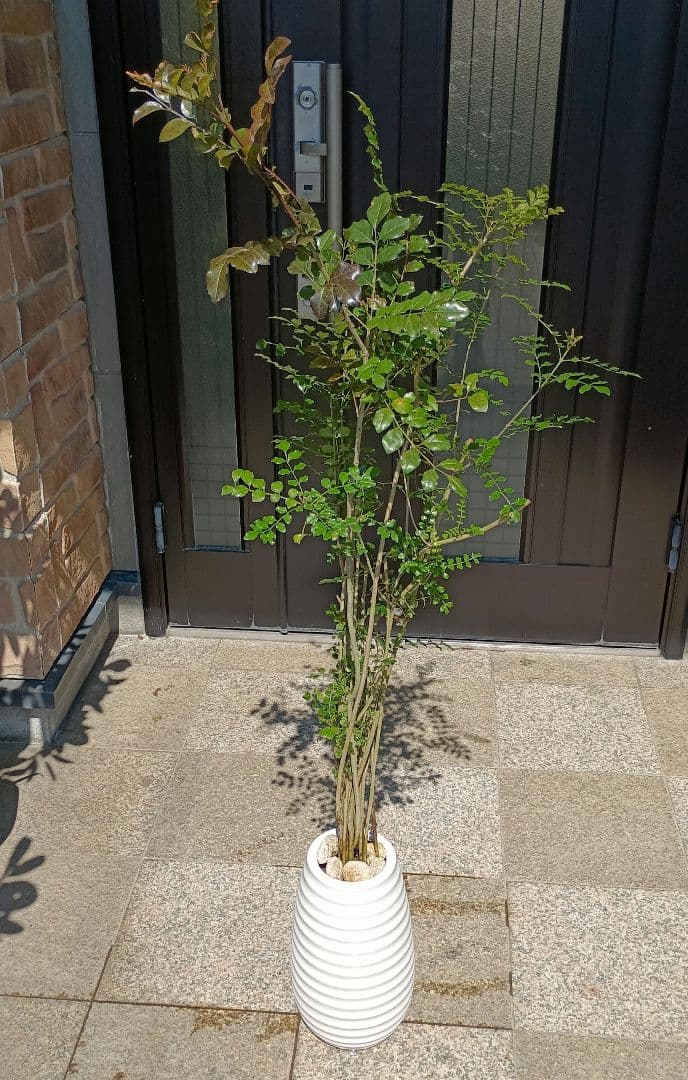 ♥大特価・特別販売特売・大量10本 ♥大絶賛中♥シマトネリコ苗木50～130㎝