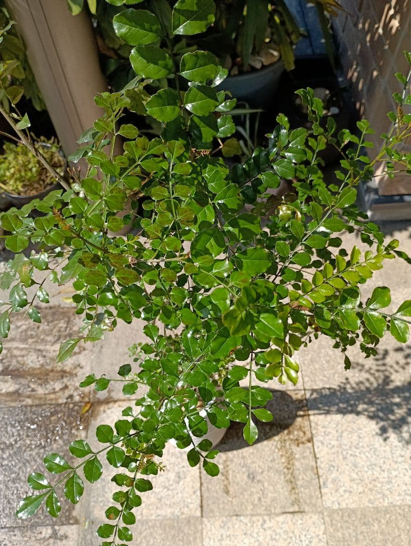 ♥大特価・特別販売特売・大量10本 ♥大絶賛中♥シマトネリコ苗木50～130㎝