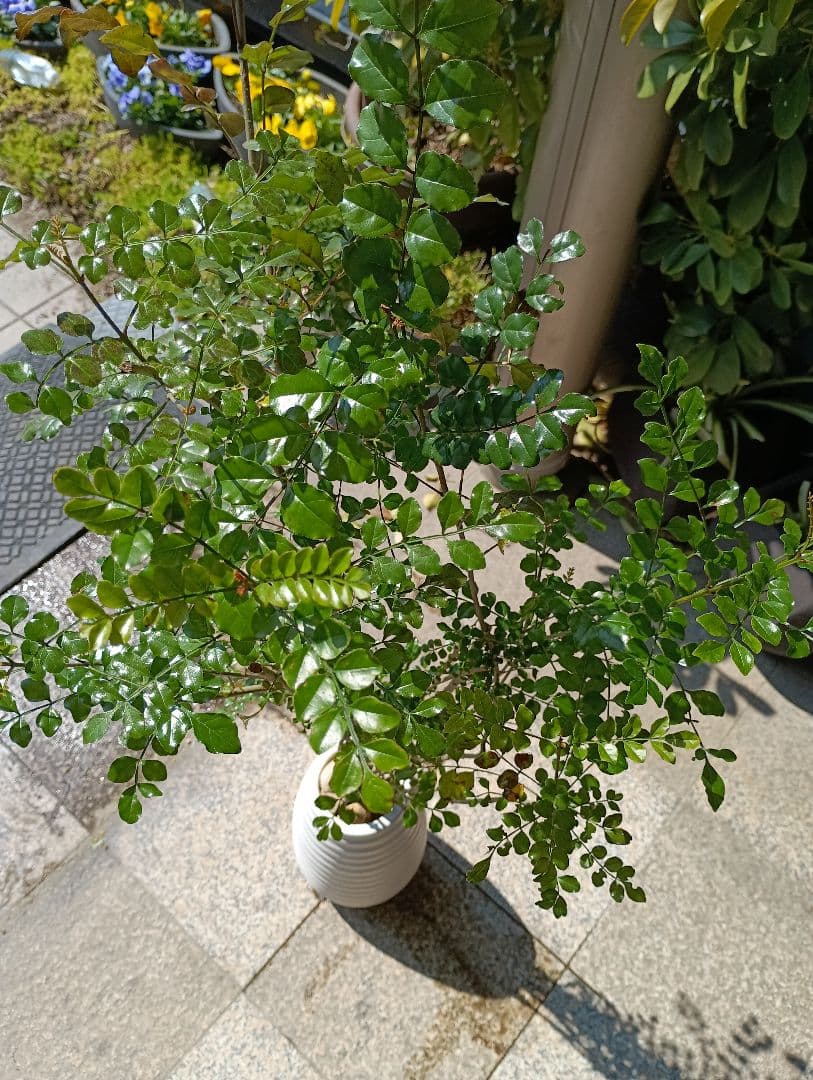 ♥大特価・特別販売特売・大量10本 ♥大絶賛中♥シマトネリコ苗木50～130㎝