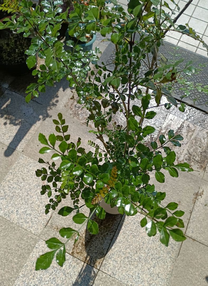 ♥大特価・特別販売特売・大量10本 ♥大絶賛中♥シマトネリコ苗木50～130㎝