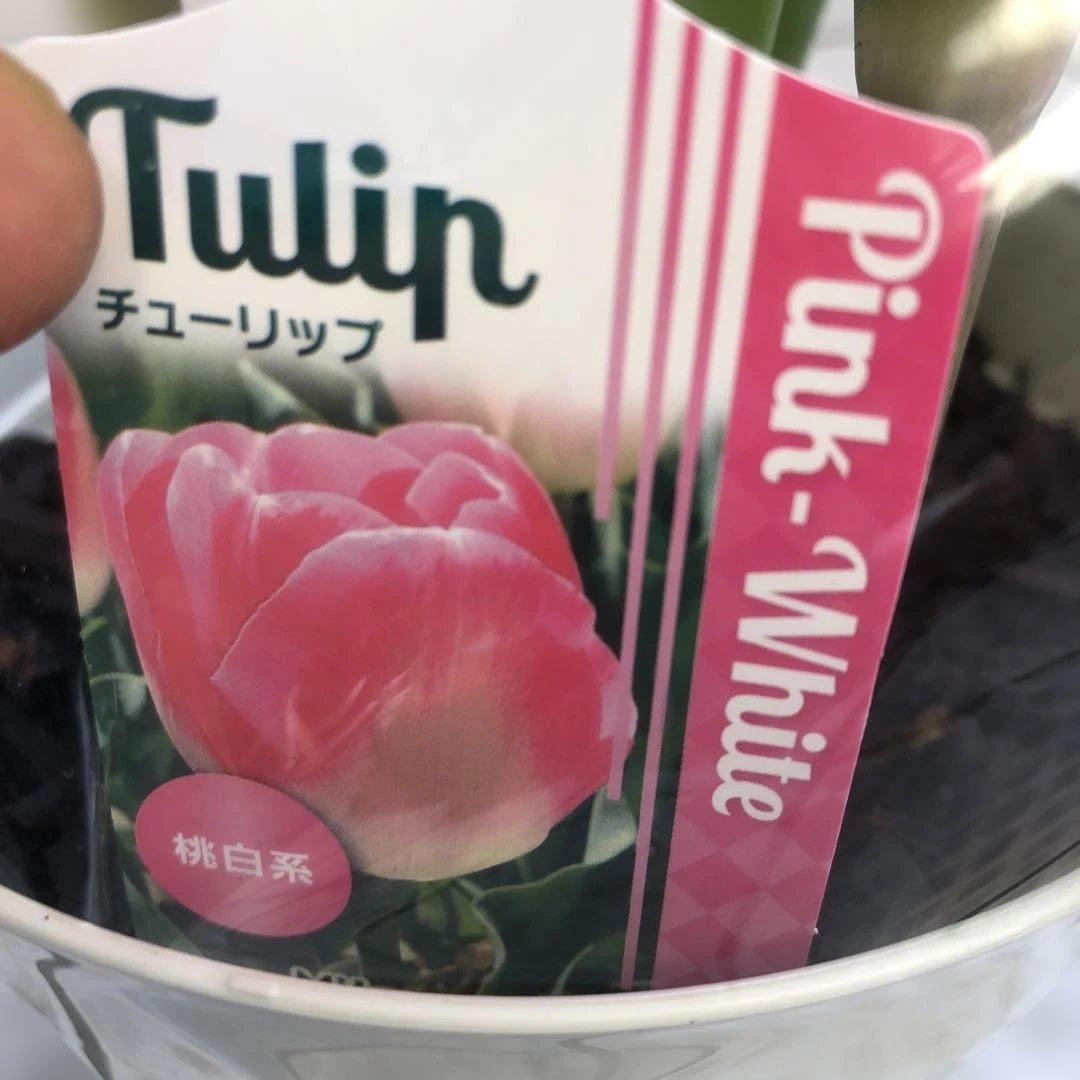 パルンチューリップ 7~8球植え 8鉢