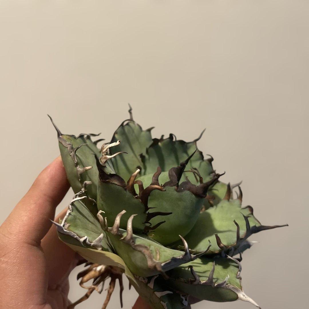 A083 アガベ 黒鯨