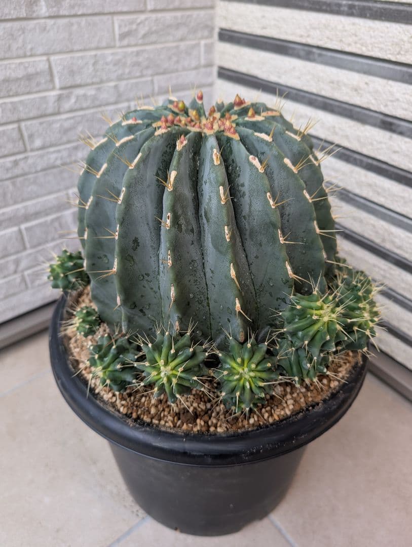 【Omc Labo】極上3　フェロカクタス刺無王冠竜　希少 サボテン　古木