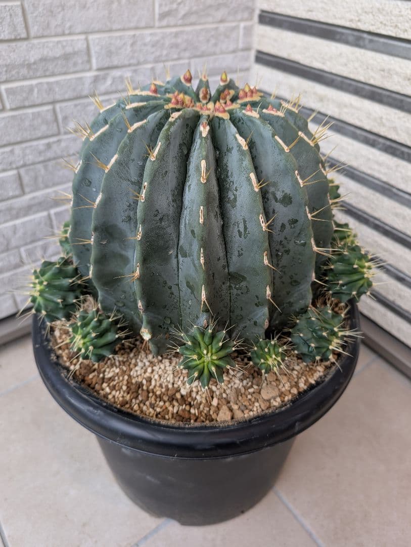 【Omc Labo】極上3　フェロカクタス刺無王冠竜　希少 サボテン　古木