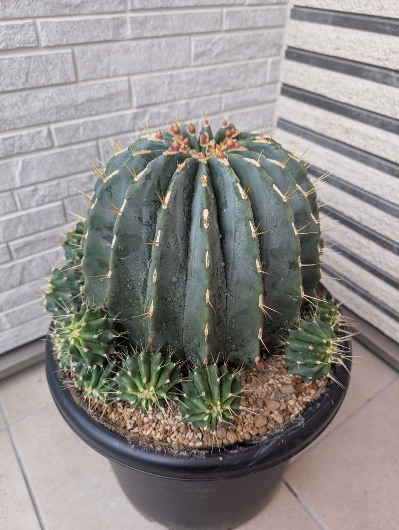 【Omc Labo】極上3　フェロカクタス刺無王冠竜　希少 サボテン　古木