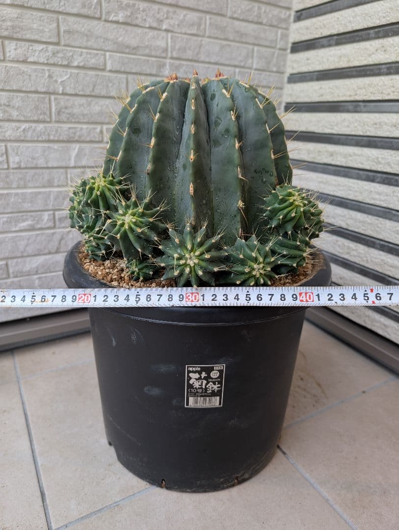 【Omc Labo】極上3　フェロカクタス刺無王冠竜　希少 サボテン　古木