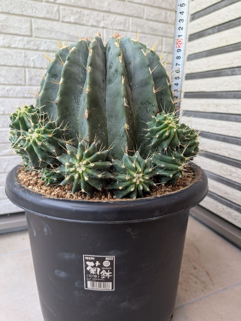 【Omc Labo】極上3　フェロカクタス刺無王冠竜　希少 サボテン　古木