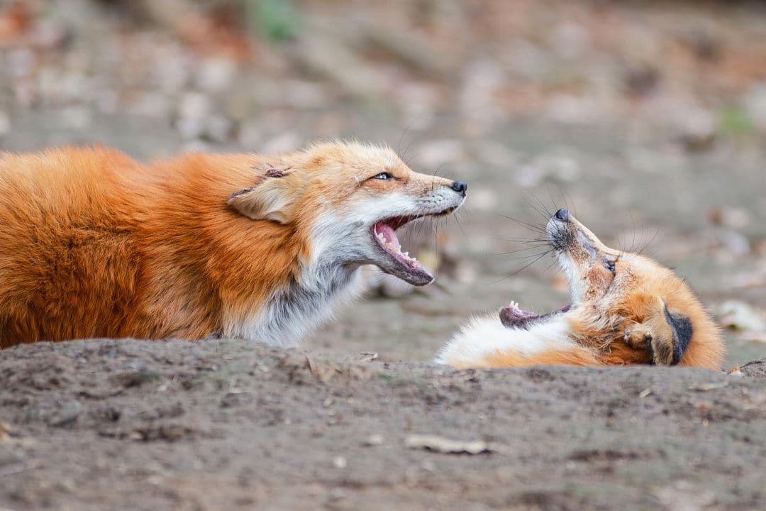 く*だ様 Canon 1DX チャージャー付き　値下げ交渉少しOK　CF2カード