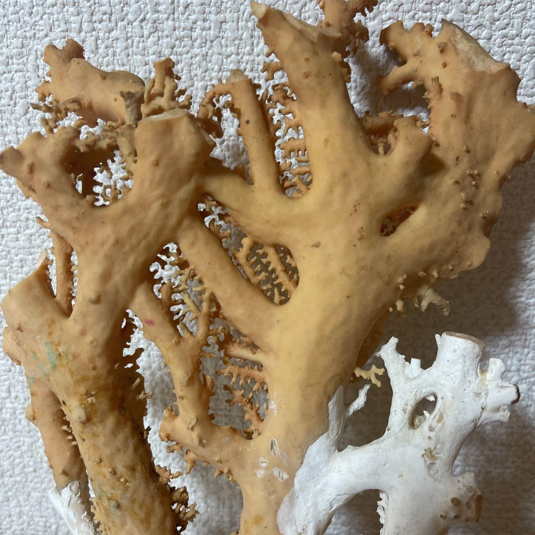 珊瑚ピンク色 天然珊瑚樹567g