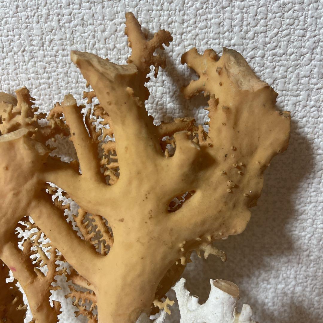 珊瑚ピンク色 天然珊瑚樹567g