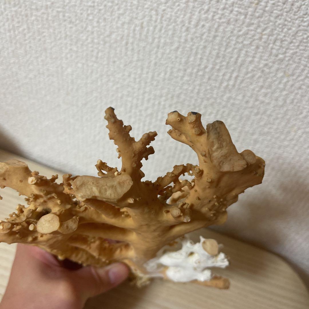 珊瑚ピンク色 天然珊瑚樹567g