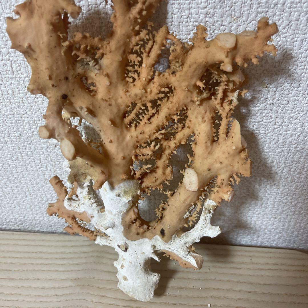 珊瑚ピンク色 天然珊瑚樹567g