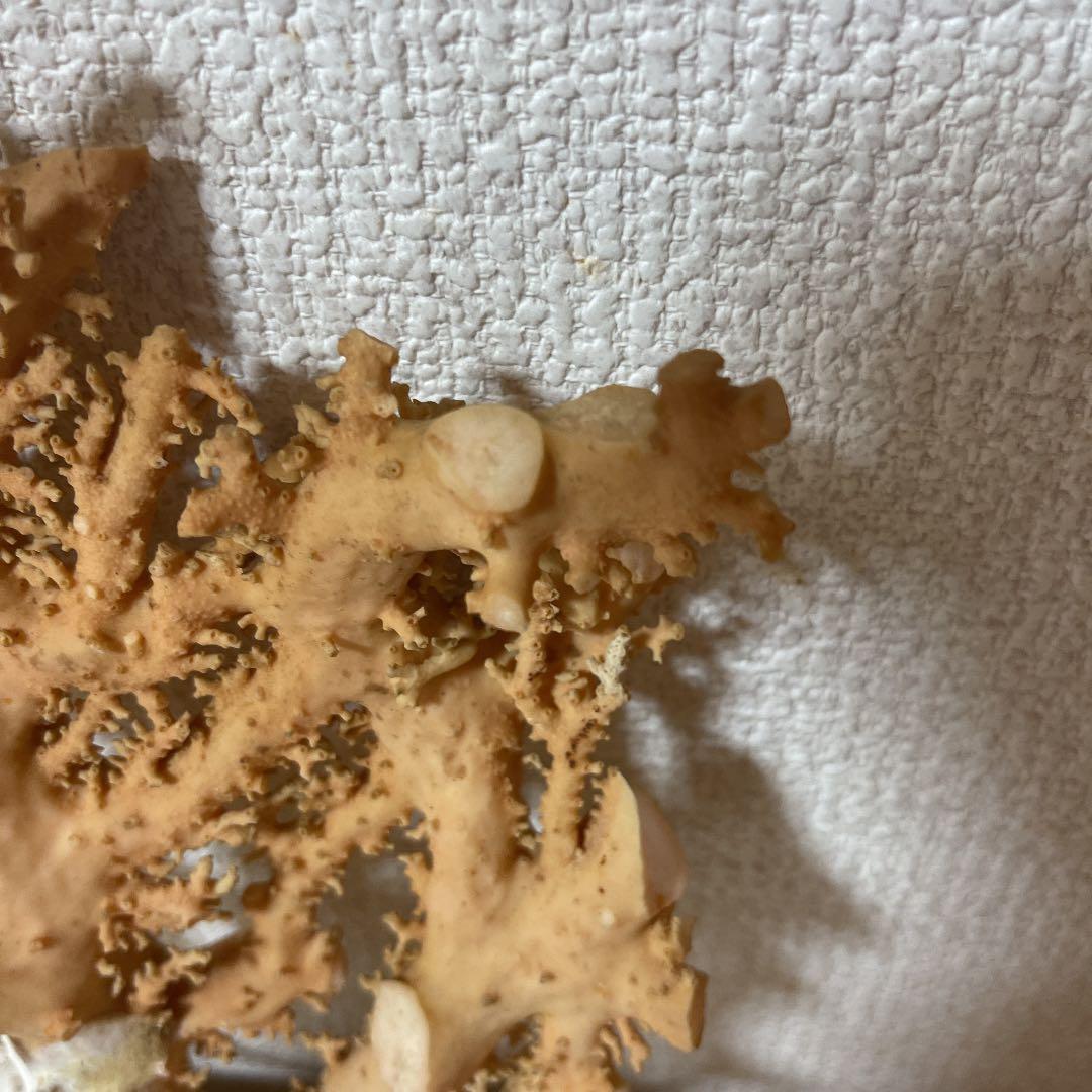 珊瑚ピンク色 天然珊瑚樹567g
