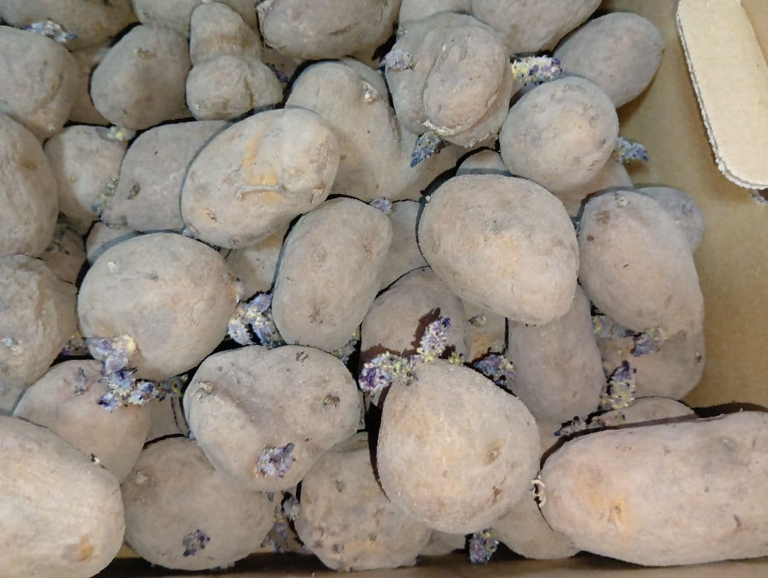 インカのめざめ 種芋 7kg①