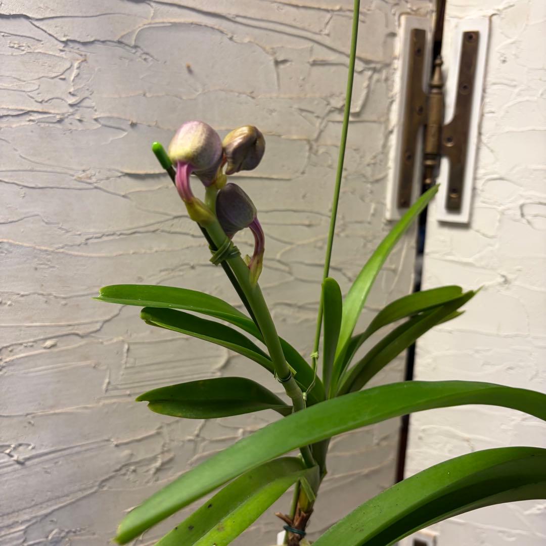 【特選】　洋蘭　バンダ　4種4株 サンチャイゴールドスポット