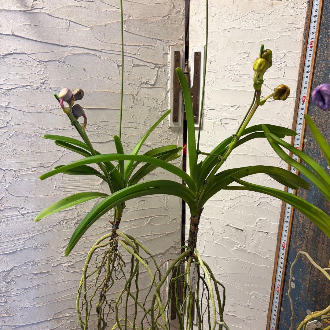 【特選】　洋蘭　バンダ　4種4株 サンチャイゴールドスポット