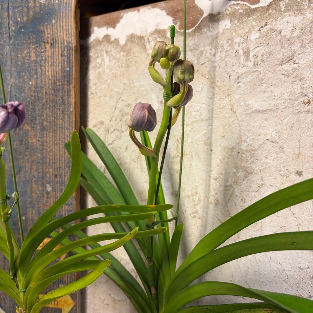 【特選】　洋蘭　バンダ　4種4株 サンチャイゴールドスポット