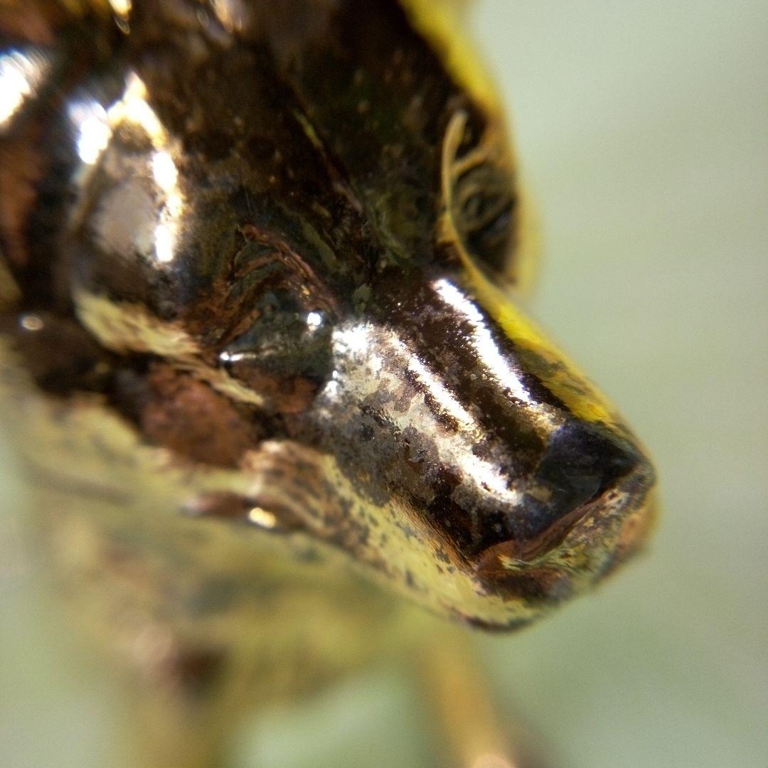 柴犬？　犬の置物　金色　ゴールド　GOLD　金ピカ　フィギュア　オブジェ