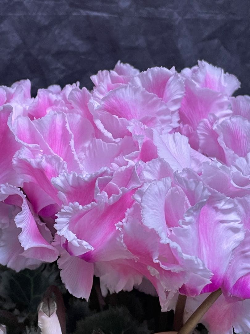 まつのり　シクラメン　セット