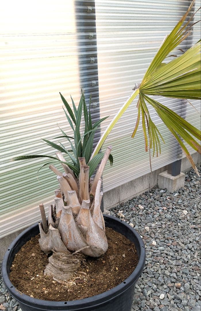 サバルヤシ　大苗　活性済 シンボルツリー　ヤシ