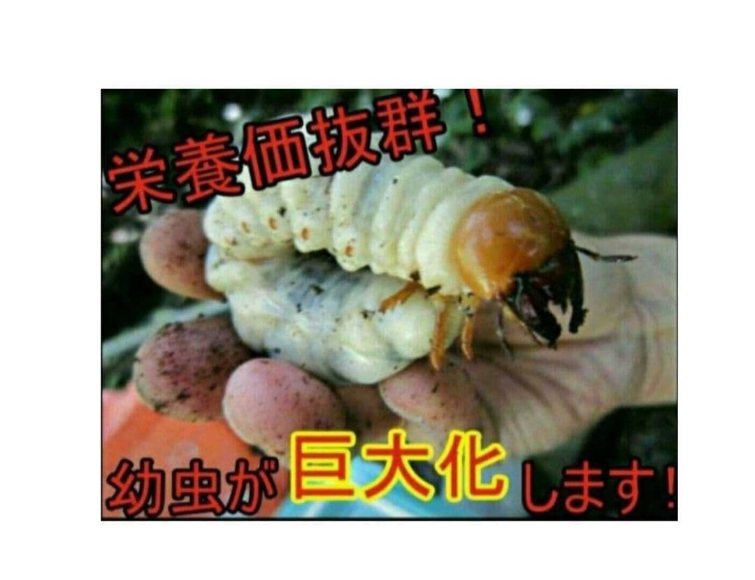 極上！ヒマラヤひらたけ菌糸瓶☆特大1500ml【6本】トレハロース強化配合！