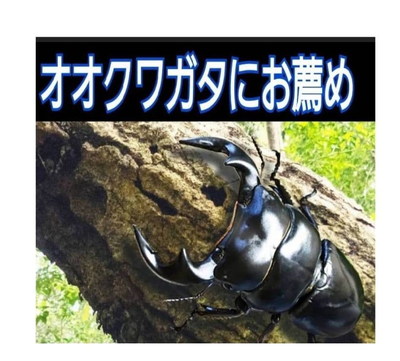 極上！ヒマラヤひらたけ菌糸瓶☆特大1500ml【6本】トレハロース強化配合！