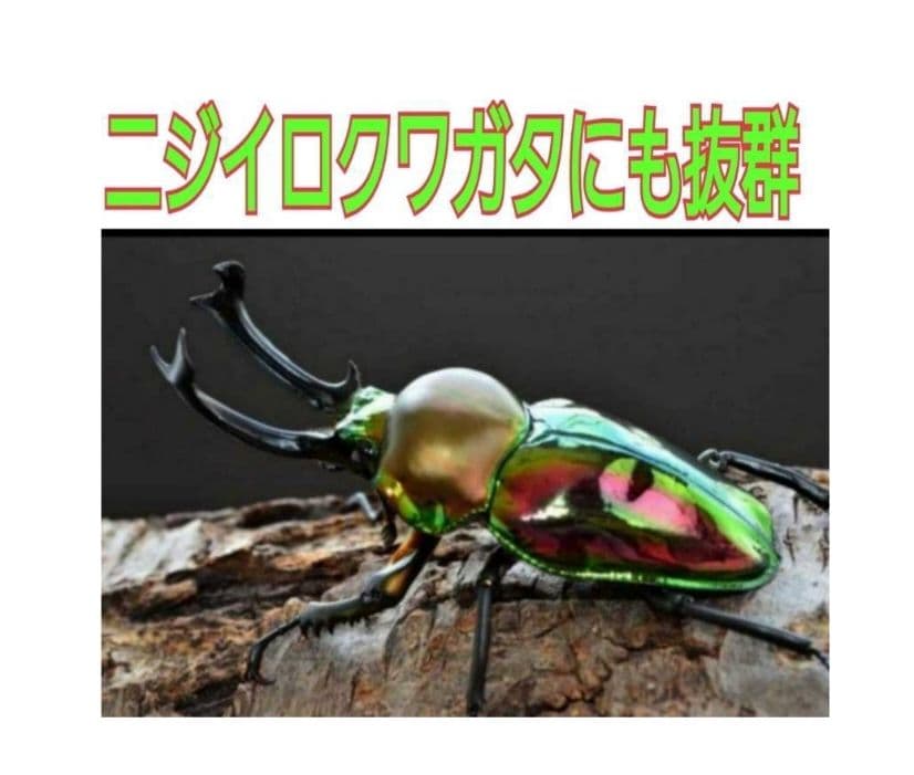 極上！ヒマラヤひらたけ菌糸瓶☆特大1500ml【6本】トレハロース強化配合！