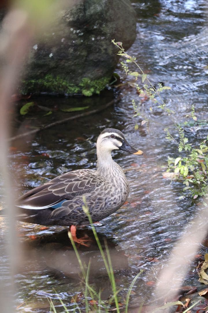 Canon EOS M5 ミラーレスカメラセット