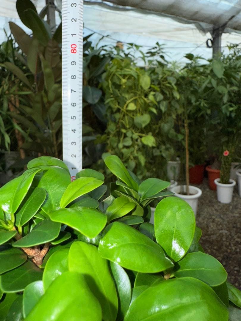 【特級品】ガジュマル 曲がり 昇り龍 盆栽仕立て 葉付き多め 8号鉢 専用皿付き