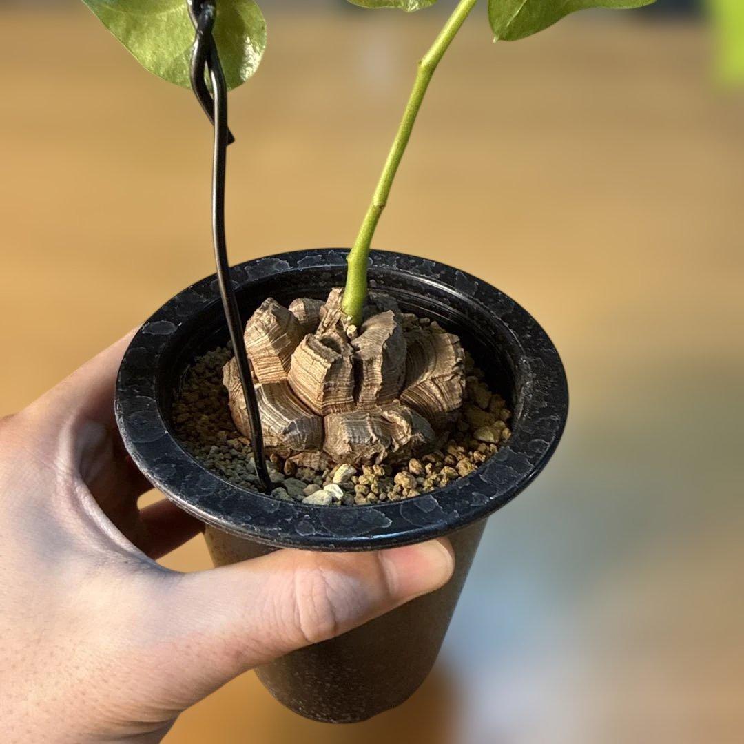 【極上】亀甲竜 5号ロングポット バキバキ 速達 塊根植物 コーデックス