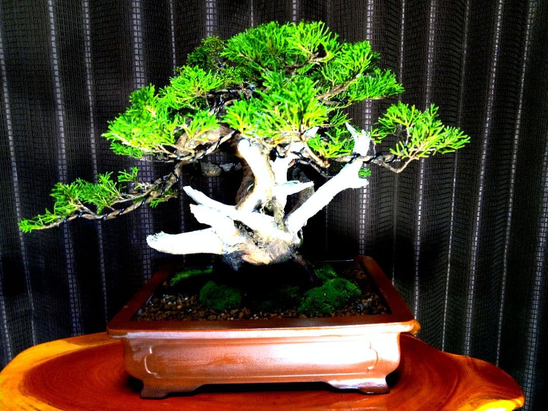 【貴風　真柏盆栽】　　　　　⭕太幹、舎利、神…価値有❗