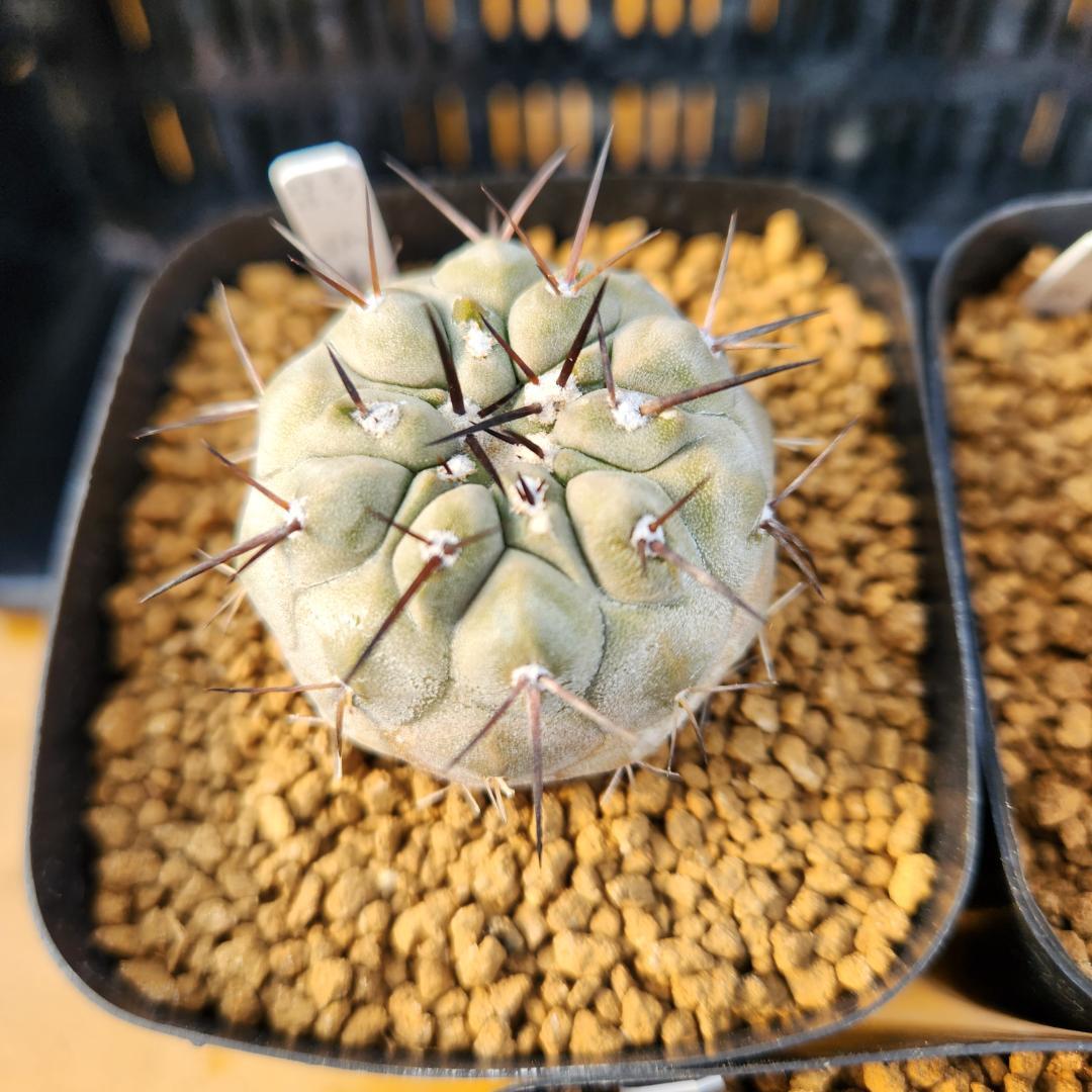 タ*ン様 12/27まで　コピアポア　コルムナアルバ　孤竜丸