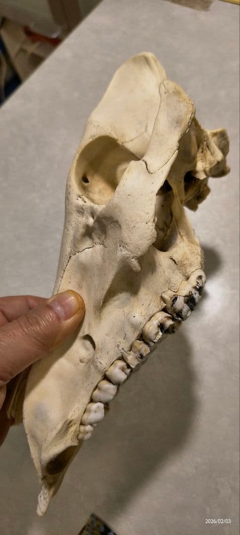 動物の頭蓋骨　イノシシ