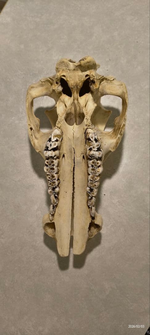 動物の頭蓋骨　イノシシ