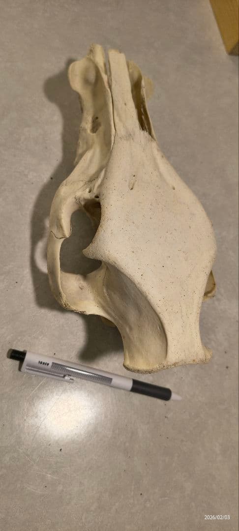 動物の頭蓋骨　イノシシ
