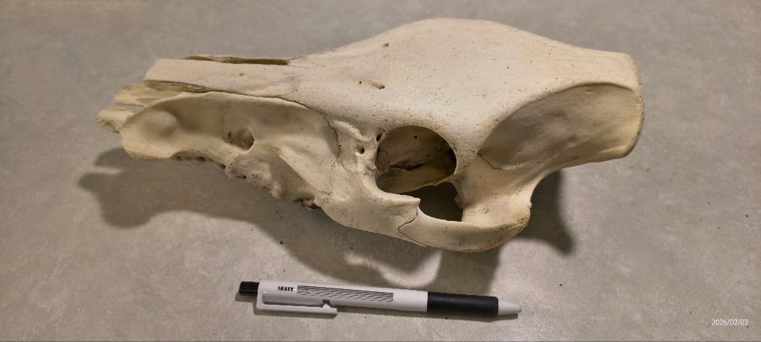 動物の頭蓋骨　イノシシ