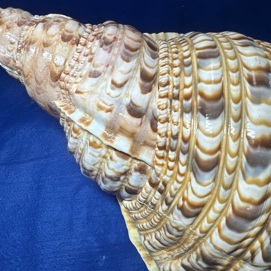 徳大法螺貝　ホラ貝　ほらがい　三伏　　　　　　魔除け　　熊よけ