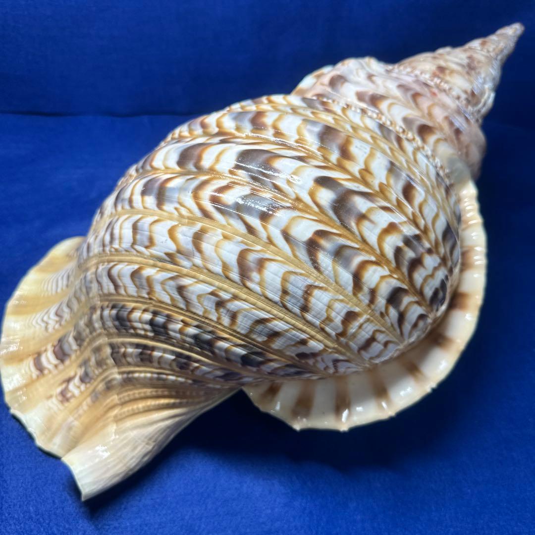 徳大法螺貝　ホラ貝　ほらがい　三伏　　　　　　魔除け　　熊よけ